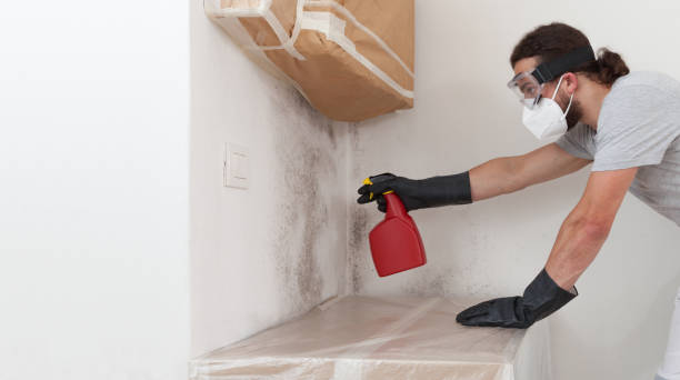 Professional Black Mold Removal technician working in Lockport, NY