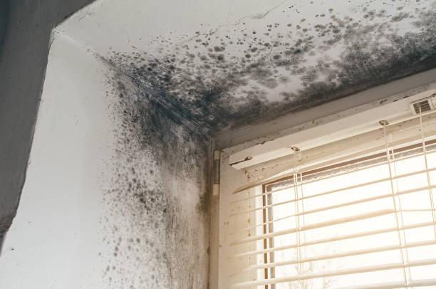 Trusted Black Mold Removal service in Lockport, NY - Cheap Mold Removal